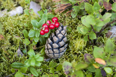 High angle view of pine cone on plants