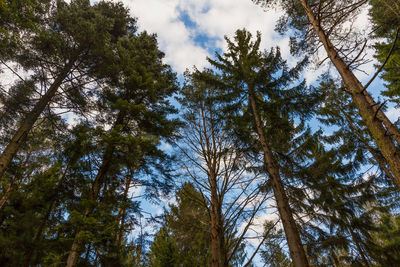 Low angle view of trees against sky