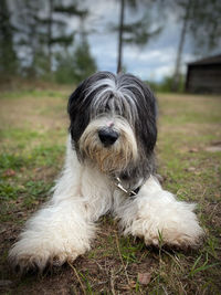 Close-up of polish lowland sheepdog 