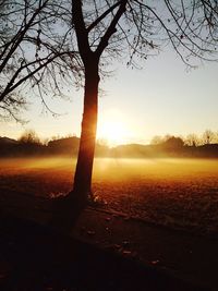 Silhouette of trees on landscape at sunset