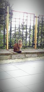 View of a cat sitting on floor