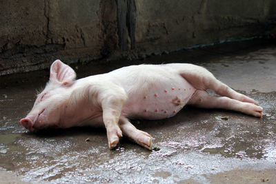 Small pigs in the stable are eating and growing. to send to the slaughterhouse