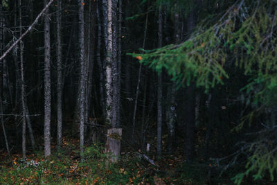 Trees in forest