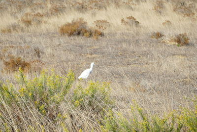 Bird perching on a field