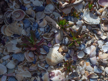 High angle view of shells on plant