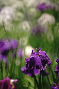 Close-up of purple flowering plant