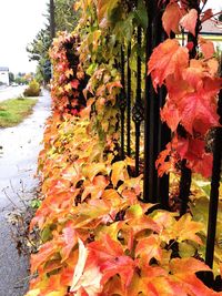 Close-up of autumnal leaves