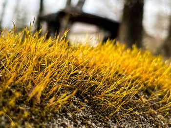 Close-up of crop growing in field