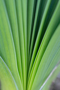Close-up of palm leaf
