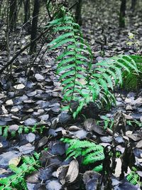 Close-up of fern growing on rock