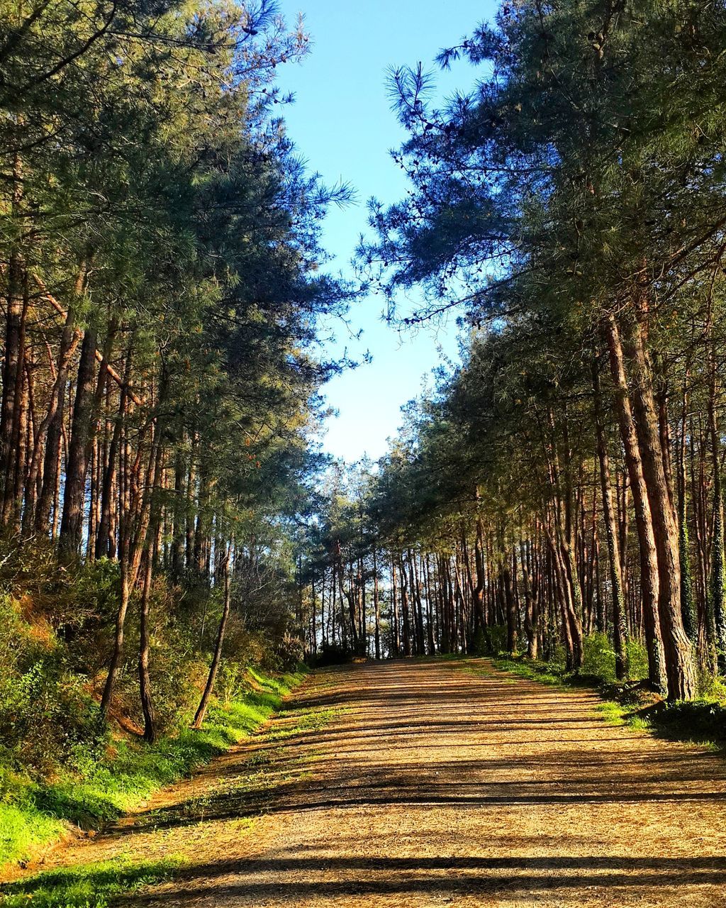 tree, the way forward, tree trunk, forest, growth, tranquility, tranquil scene, blue, treelined, diminishing perspective, non-urban scene, tall - high, scenics, long, nature, narrow, solitude, woodland, day, in a row, beauty in nature, sky, green color, outdoors, vanishing point, green, surface level, straight, abundance, remote, repetition