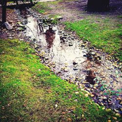 Reflection of trees in water