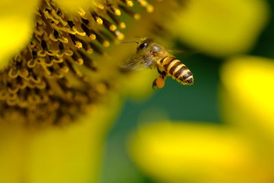 Close-up of bee pollinating on flower