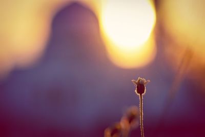 Stay strong. an image of a flower on the street against background of the mosque and sunset