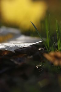 Close-up of grass