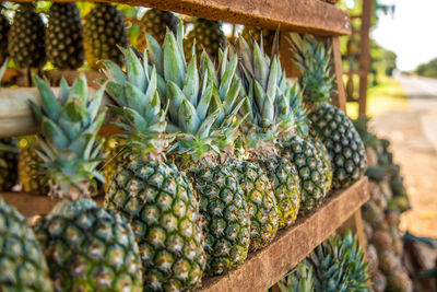 Close-up of fruits growing on plant