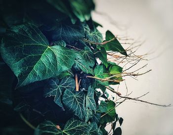 High angle view of insect on plant