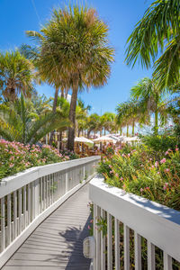 View of palm trees in garden