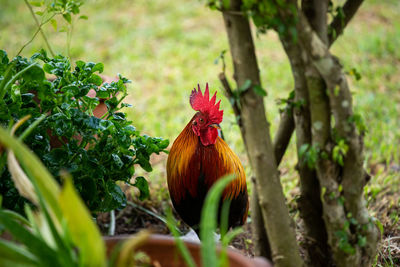 View of a bird on land