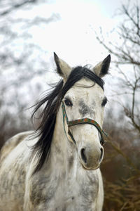 Close-up portrait of a horse