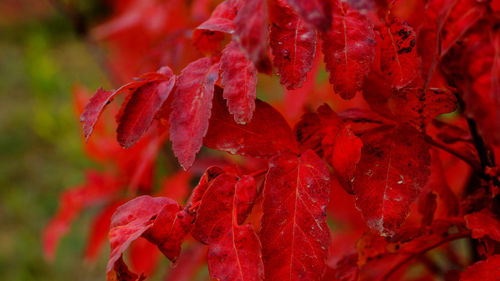 Close-up of red maple leaves