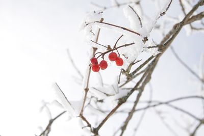 Low angle view of red berries on tree