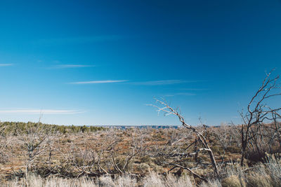 Scenic view of landscape against blue sky