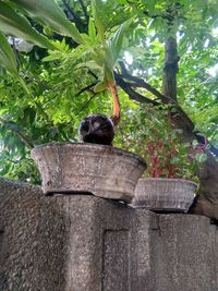 View of a bird against plants