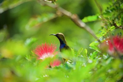 Bird perching on plant