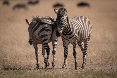 Zebras on grassy field