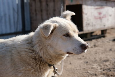 Close-up of dog looking away