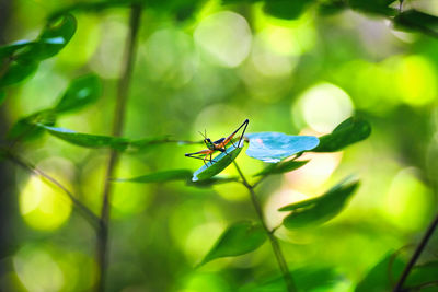 green