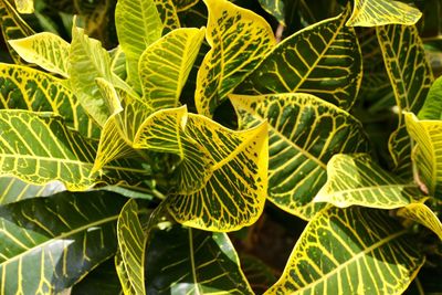 Full frame shot of leaves