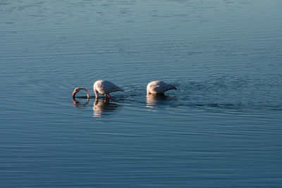 Ducks swimming in lake