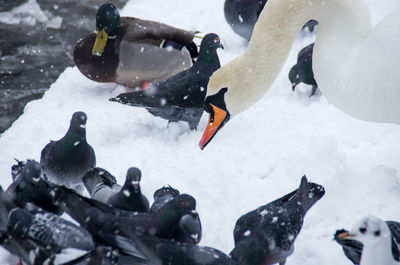 High angle view of swans swimming in snow