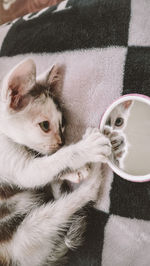 Close-up portrait of a cat