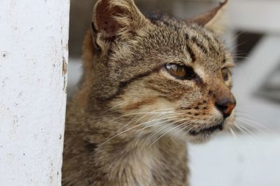 Close-up of a cat looking away