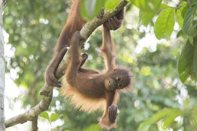 Low angle view of monkey hanging on tree in forest