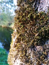 Close-up of moss growing on tree trunk