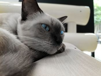 Close-up of a cat looking away