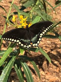 Close-up of butterfly on plant