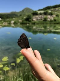 Butterfly laying on a finger
