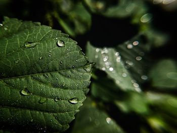 Close-up of raindrops on leaves