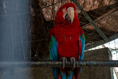 Close-up of parrot perching in cage