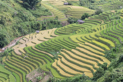 Scenic view of agricultural field