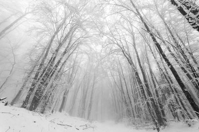 Ancient forests of sasso simone and simoncello park is covered with