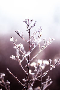 Close-up of plant