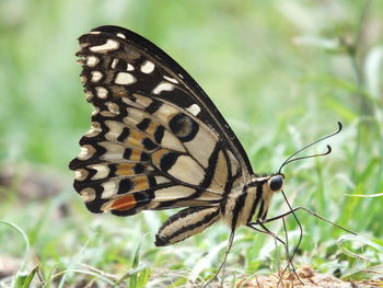 Close-up of butterfly