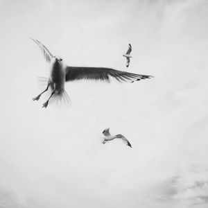 Low angle view of seagull flying against sky