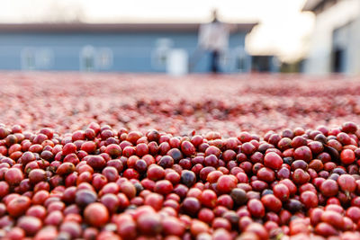 Close-up of cherries in water